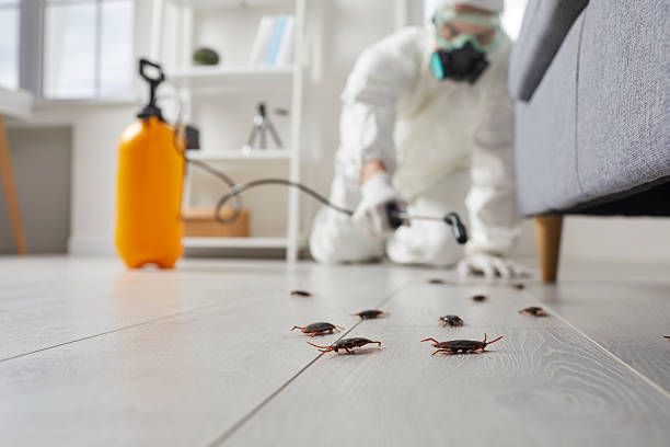 Post-Treatment Bed Bug Interceptor Monitoring in Belville